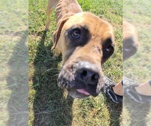 Mastiff-Unknown Mix Dogs for adoption in Decatur, IL, USA