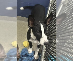 Mutt Dogs for adoption in Sterling, MA, USA