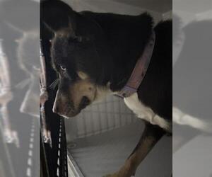 Siberian Husky-Unknown Mix Dogs for adoption in Houston, TX, USA