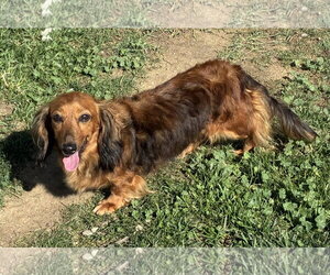 Dachshund Dogs for adoption in Hesperia, CA, USA