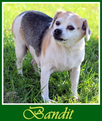 Medium Photo #1 Beagle Puppy For Sale in Sullivan, IN, USA