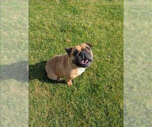 French Bulldog Dogs for adoption in Grovetown, GA, USA