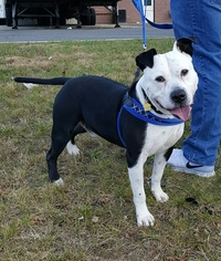 American Bulldog Dogs for adoption in Perth Amboy, NJ, USA