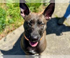 Labrador Retriever-Unknown Mix Dogs for adoption in Santa Rosa, CA, USA