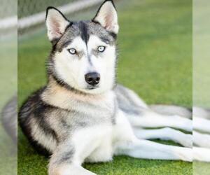 Siberian Husky Dogs for adoption in Camarillo, CA, USA