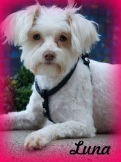 Medium Photo #1 Mal-Shi Puppy For Sale in Anaheim Hills, CA, USA