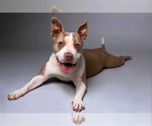American Pit Bull Terrier Dogs for adoption in San Diego, CA, USA
