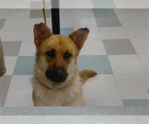 German Shepherd Dog-Unknown Mix Dogs for adoption in Oklahoma City, OK, USA
