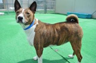 Basenji Dogs for adoption in Indianapolis, IN, USA