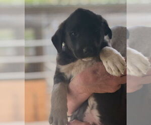 Labrador Retriever-Unknown Mix Dogs for adoption in Dana Point, CA, USA
