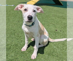 Mutt Dogs for adoption in Vail, AZ, USA
