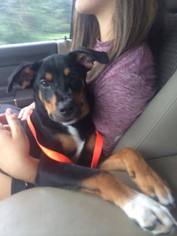 Rottweiler Dogs for adoption in Montpelier, VT, USA