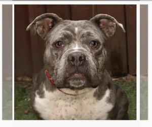 Olde Bulldog Dogs for adoption in Fort Pierce, FL, USA