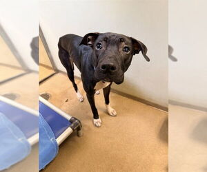 Mutt Dogs for adoption in Sacramento, CA, USA