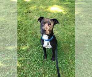 Bullboxer Pit Dogs for adoption in Grovertown, IN, USA