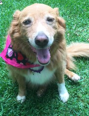 Golden Retriever-Unknown Mix Dogs for adoption in Atlanta, GA, USA