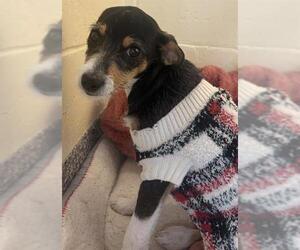 Mutt Dogs for adoption in Brewster, MA, USA