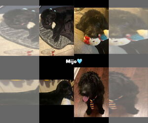 Labrador Retriever Dogs for adoption in FRAMINGHAM, MA, USA