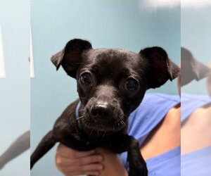 Chihuahua-Unknown Mix Dogs for adoption in Washington, DC, USA