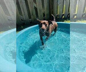 Mutt Dogs for adoption in Spring Lake, NJ, USA