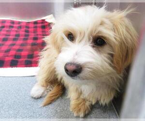 - Mix Dogs for adoption in Orange, CA, USA