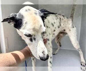 Dalmatian-Unknown Mix Dogs for adoption in Houston, TX, USA