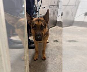 German Shepherd Dog Dogs for adoption in Forestville, MD, USA