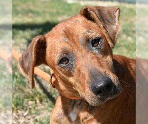 Feist Terrier-Unknown Mix Dogs for adoption in Nashville, IN, USA