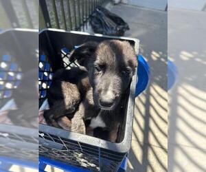 German Shepherd Dog Dogs for adoption in Stockton, CA, USA