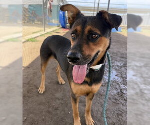 Rottweiler-Unknown Mix Dogs for adoption in Bakersfield, CA, USA