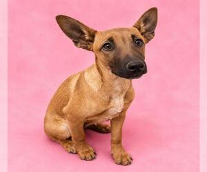 Mutt Dogs for adoption in HESPERIA, CA, USA