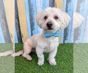 Maltese-Unknown Mix Dogs for adoption in Corona, CA, USA