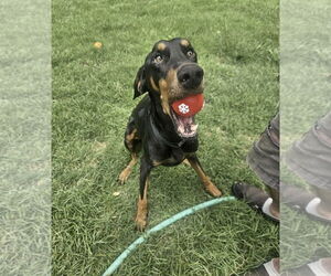 Doberman Pinscher-Unknown Mix Dogs for adoption in Dallas, TX, USA