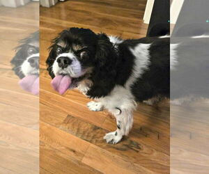 Cavalier King Charles Spaniel Dogs for adoption in Spring Lake, NJ, USA