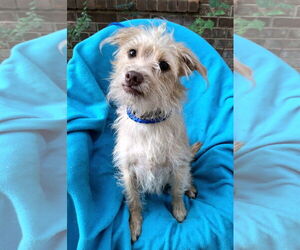 Mutt Dogs for adoption in Missouri City, TX, USA