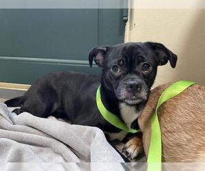 Pug Dogs for adoption in Pasadena, CA, USA