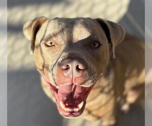 American Pit Bull Terrier-Unknown Mix Dogs for adoption in Tulsa, OK, USA