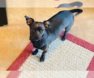 Chiweenie Dogs for adoption in Beloit, WI, USA