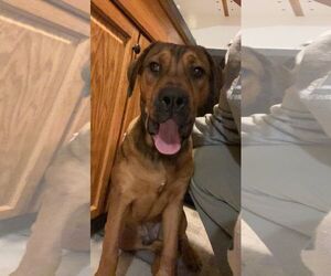 Rottweiler-American Pit Bull Terrier Dogs for adoption in Waterloo, IA, USA