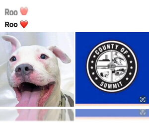 American Pit Bull Terrier-Unknown Mix Dogs for adoption in Akron, OH, USA
