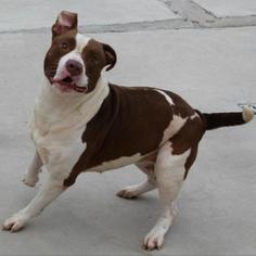 American Pit Bull Terrier Dogs for adoption in Roanoke, VA, USA