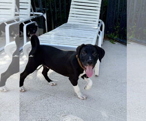 Labrador Retriever-Unknown Mix Dogs for adoption in Royal Palm Beach, FL, USA