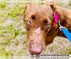 Labrador Retriever-Unknown Mix Dogs for adoption in West Palm Beach, FL, USA