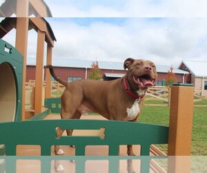 American Pit Bull Terrier Dogs for adoption in Chestertown, MD, USA
