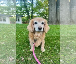 Dachshund Dogs for adoption in St. Cloud, MN, USA