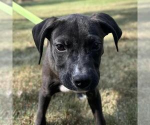 Mutt Dogs for adoption in Yardley, PA, USA