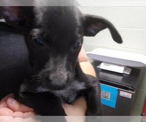 Labrador Retriever-Unknown Mix Dogs for adoption in Tulsa, OK, USA