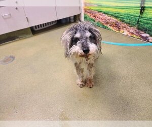 - Mix Dogs for adoption in Moreno Valley, CA, USA