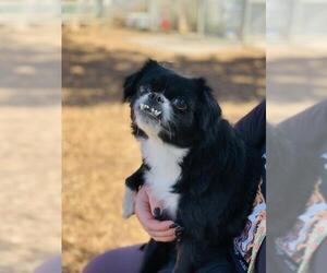 Pekingese-Unknown Mix Dogs for adoption in Seal Beach, CA, USA