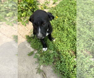 American Pit Bull Terrier-Golden Retriever Mix Dogs for adoption in Princeton, MN, USA